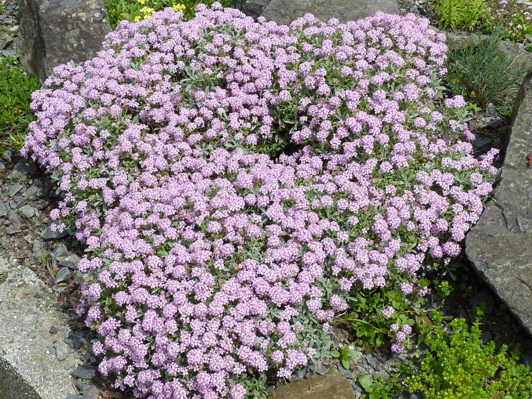 Ptilotrichum spinosum 'roseum' photo